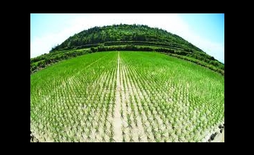 Đà Nẵng - Lý Sơn 4N3Đ