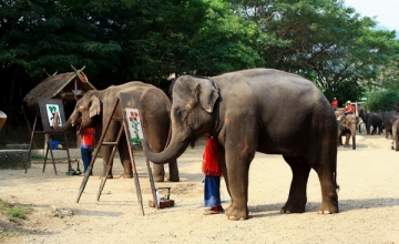 DU LỊCH CHIANG MAI CHẤT LƯỢNG CAO