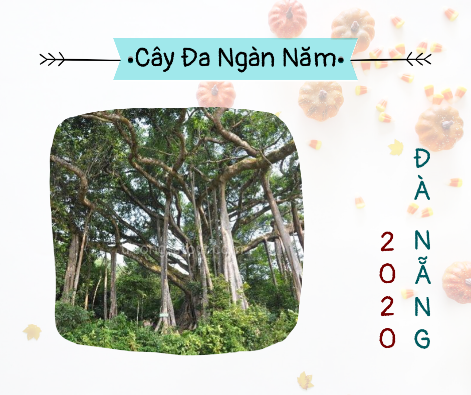 check-in-da-nang-dia-diem-chup-hinh-dep-tai-da-nang