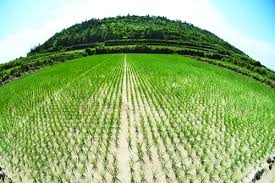 Đồng tỏi Lý sơn quảng ngãi, tour du lịch lý sơn