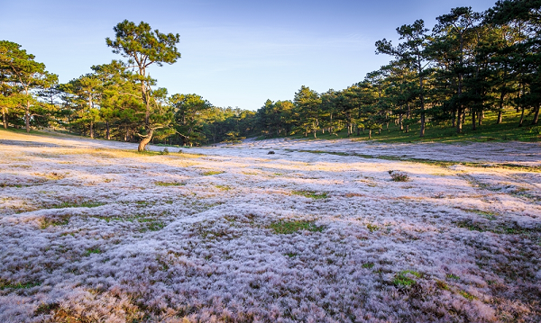 doi-co-tuyet-da-lat